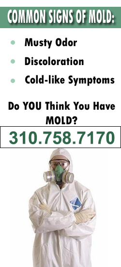 Torrance Mold Remediation Contractor