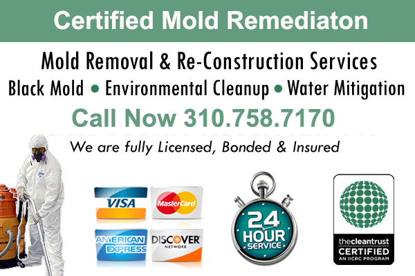 Mold Removal Service in Torrance CA